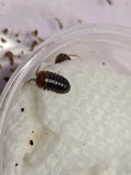 Armadillidium flavoscutatum