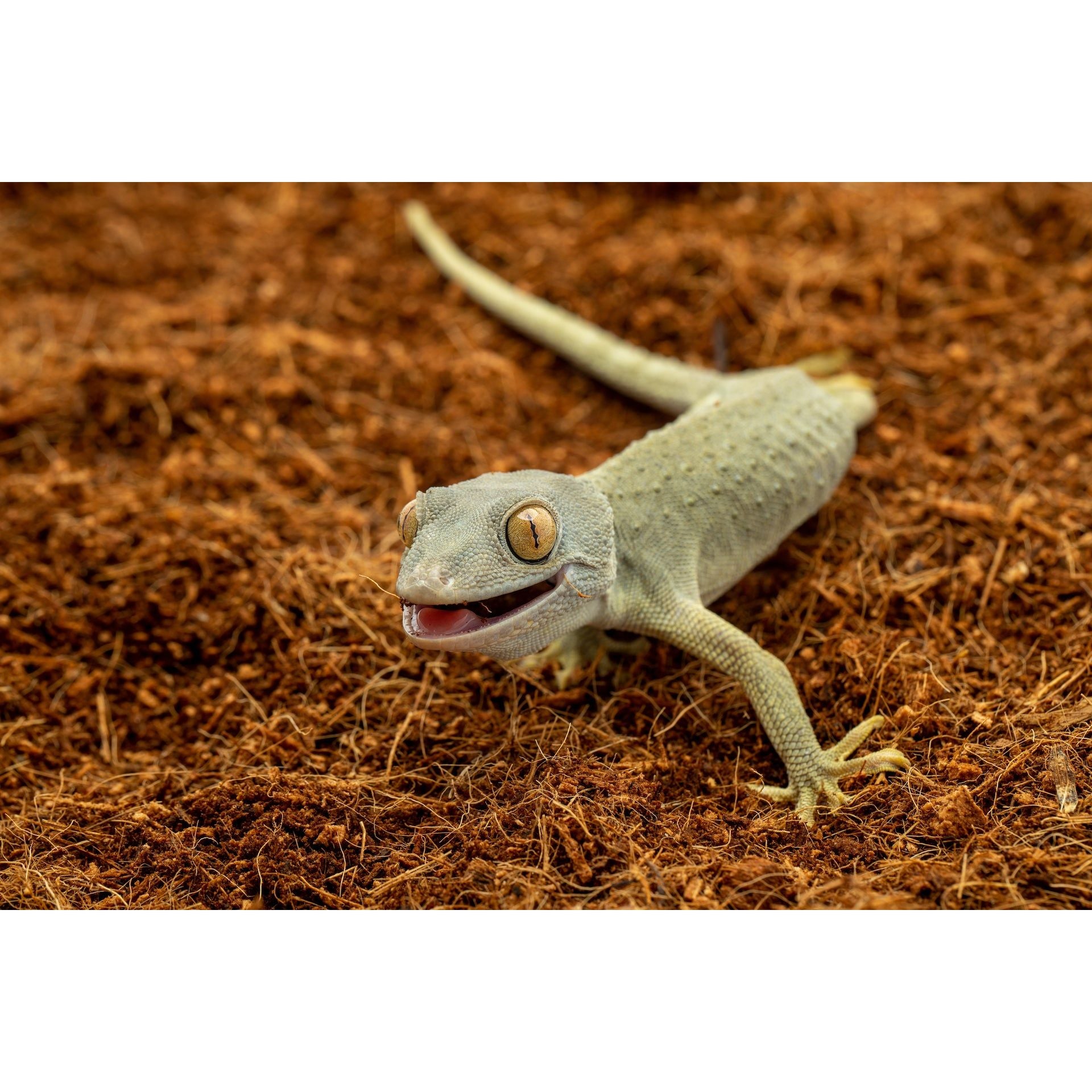 ReptiEarth Fine Coconut Fiber Mix; Ready to Use