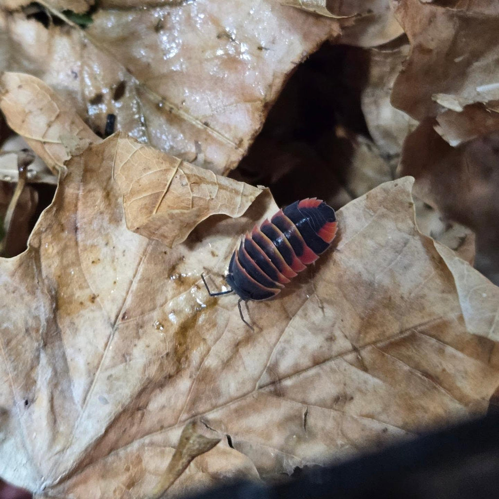 Ardientella sp. Ember Bee