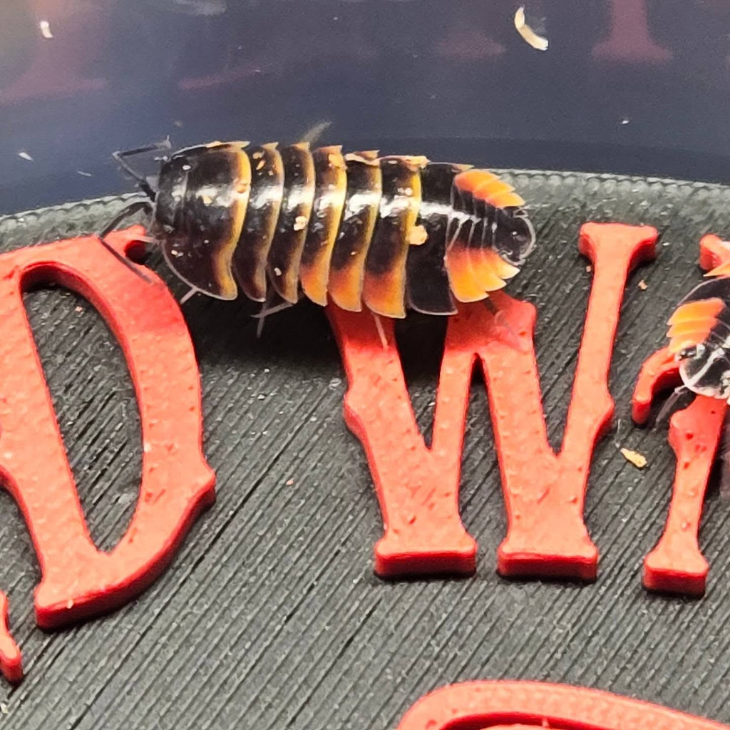 Ardientella sp. Ember Bee
